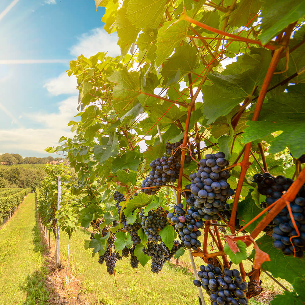 grapes on a vine in a vineyard